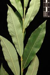 Salix myrsinifolia. Mature leaves.
 Image: D. Glenny © Landcare Research 2020 CC BY 4.0